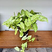 White Butterfly Syngonium (Syngonium podophyllum) - 6" Pot