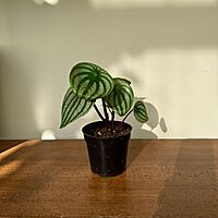 Peperomia argyreia - Watermelon peperomia 4"pot