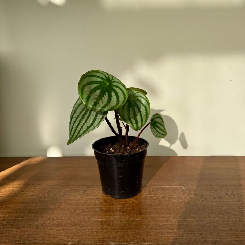 Peperomia argyreia - Watermelon peperomia 4"pot