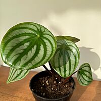 Peperomia argyreia - Watermelon peperomia 4"pot