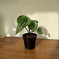 Peperomia argyreia - Watermelon peperomia 4"pot