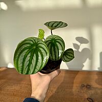 Peperomia argyreia - Watermelon peperomia 4"pot