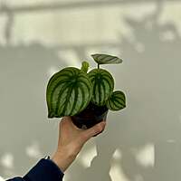 Peperomia argyreia - Watermelon peperomia 4"pot