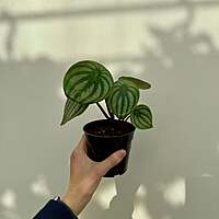 Peperomia argyreia - Watermelon peperomia 4"pot