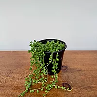 String of Pearls (Senecio rowleyanus) - 4.5" Pot
