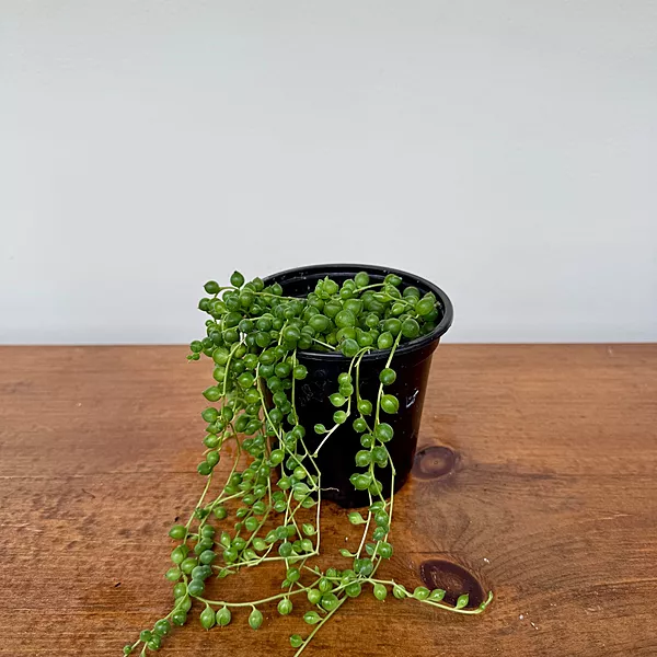 String of Pearls (Senecio rowleyanus) - 4.5" Pot