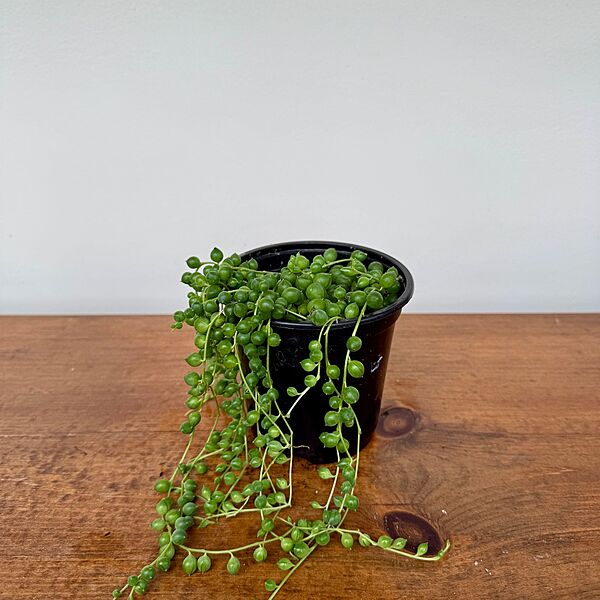 String of Pearls (Senecio rowleyanus) - 4.5" Pot