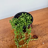 String of Pearls (Senecio rowleyanus) - 4.5" Pot
