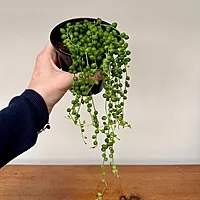 String of Pearls (Senecio rowleyanus) - 4.5" Pot