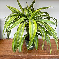 Dracaena warneckii 'Lemon-Lime' (Corn Plant 'Lemon Lime') - 6" Pot