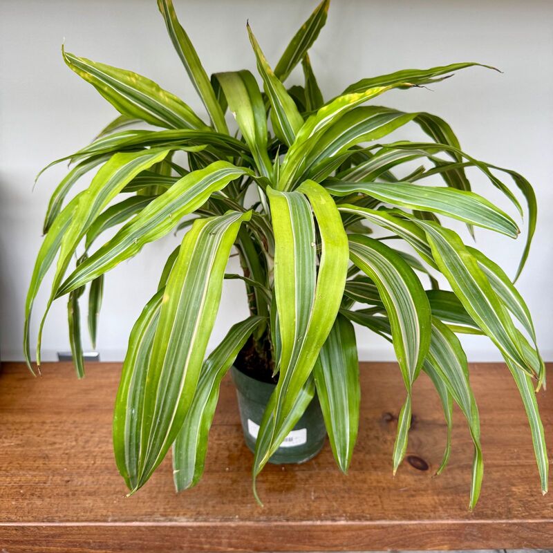 Dracaena warneckii 'Lemon-Lime' (Corn Plant 'Lemon Lime') - 6" Pot