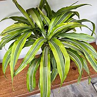 Dracaena warneckii 'Lemon-Lime' (Corn Plant 'Lemon Lime') - 6" Pot