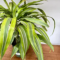 Dracaena warneckii 'Lemon-Lime' (Corn Plant 'Lemon Lime') - 6" Pot