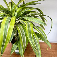 Dracaena warneckii 'Lemon-Lime' (Corn Plant 'Lemon Lime') - 6" Pot