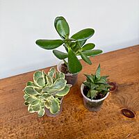 Succulents - Assorted (Succulents - Assorted) - 2" Pot