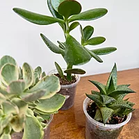 Succulents - Assorted (Succulents - Assorted) - 2" Pot