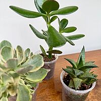 Succulents - Assorted (Succulents - Assorted) - 2" Pot