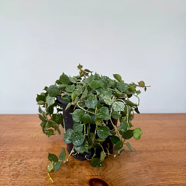Hoya - Assorted (Hoya sp. - Assorted) - 4" Pot