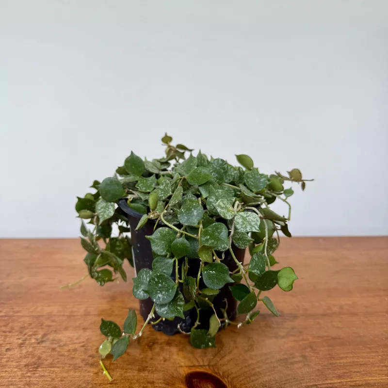 Hoya - Assorted (Hoya sp. - Assorted) - 4" Pot