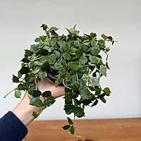 Hoya - Assorted (Hoya sp. - Assorted) - 4" Pot