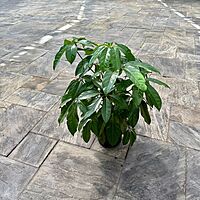 Schefflera actinophylla 'Amate' (Umbrella Tree 'Amate') - 10" Pot - Bush
