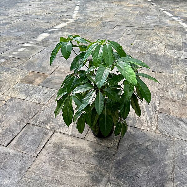Schefflera actinophylla 'Amate' (Umbrella Tree 'Amate') - 10" Pot - Bush