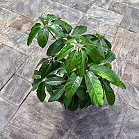 Schefflera actinophylla 'Amate' (Umbrella Tree 'Amate') - 10" Pot - Bush
