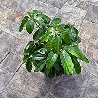 Schefflera actinophylla 'Amate' (Umbrella Tree 'Amate') - 10" Pot - Bush