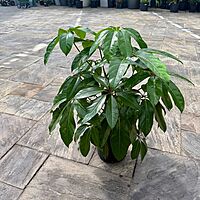 Schefflera actinophylla 'Amate' (Umbrella Tree 'Amate') - 10" Pot - Bush