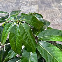 Schefflera actinophylla 'Amate' (Umbrella Tree 'Amate') - 10" Pot - Bush