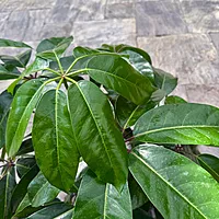 Schefflera actinophylla 'Amate' (Umbrella Tree 'Amate') - 10" Pot - Bush