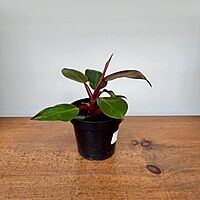 Philodendron 'Prince of Orange' (Philodendron erubescens 'Prince of Orange') - 4" Pot