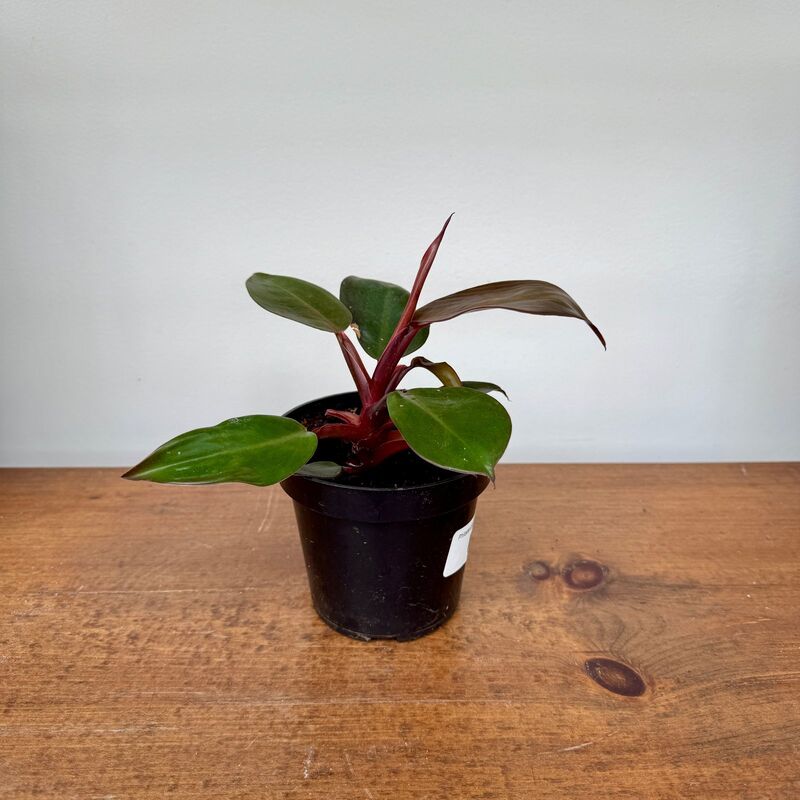 Philodendron 'Prince of Orange' (Philodendron erubescens 'Prince of Orange') - 4" Pot
