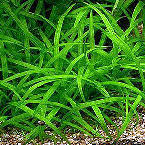 Dwarf Sagittaria (Sagittaria subulata) - Stem Each