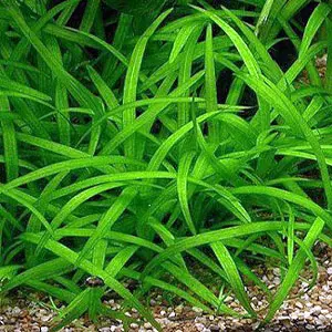 Dwarf Sagittaria (Sagittaria subulata) - Stem Each