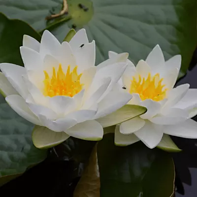 Hardy Water Lily White 'Gladstone' (Nymphaea 'Gladstone') - 8" Pot