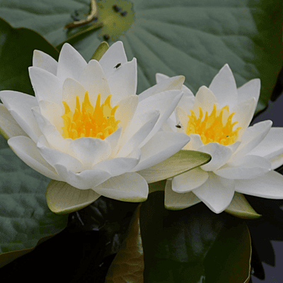 Hardy Water Lily White 'Gladstone' (Nymphaea 'Gladstone') - 8" Pot