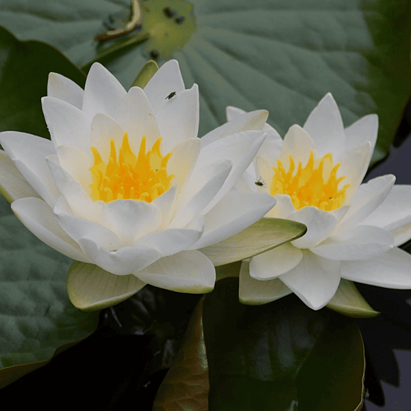 Hardy Water Lily White 'Gladstone' (Nymphaea 'Gladstone') - 8" Pot