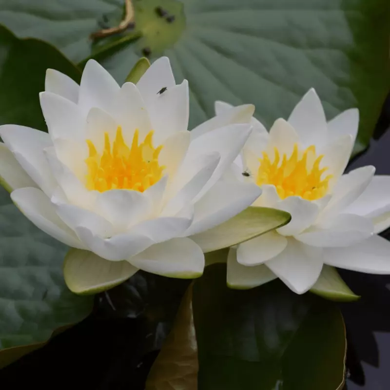 Hardy Water Lily White 'Gladstone' (Nymphaea 'Gladstone') - 8" Pot