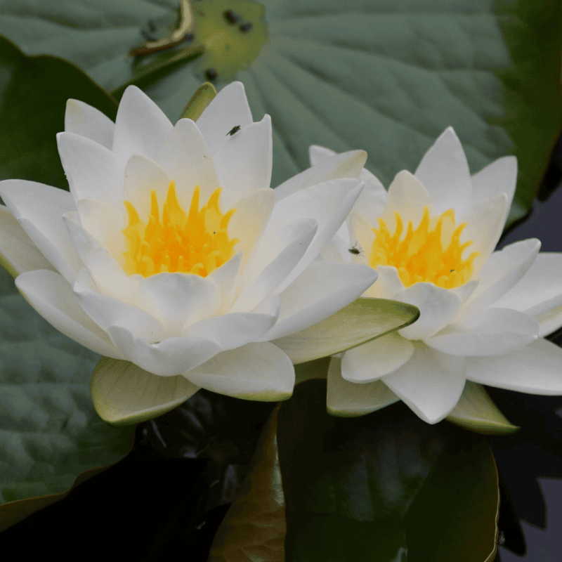Hardy Water Lily White 'Gladstone' (Nymphaea 'Gladstone') - 8" Pot