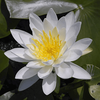 Hardy Water Lily White 'Native White' (Nymphaea odorata 'Native White') - 8" Pot