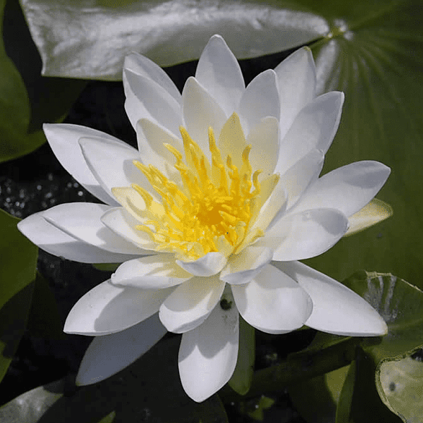 Hardy Water Lily White 'Native White' (Nymphaea odorata 'Native White') - 8" Pot