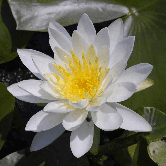 Hardy Water Lily White 'Native White' (Nymphaea odorata 'Native White') - 8" Pot
