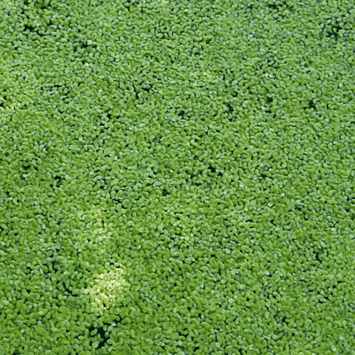 Common Duckweed (Lemna minor) - 8oz Pkg