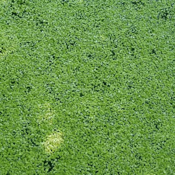 Common Duckweed (Lemna minor) - 8oz Pkg