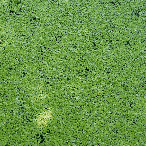 Common Duckweed (Lemna minor) - 8oz Pkg
