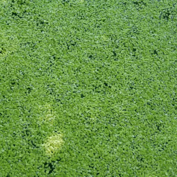 Common Duckweed (Lemna minor) - 8oz Pkg