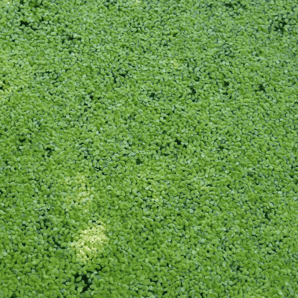 Common Duckweed (Lemna minor) - 8oz Pkg