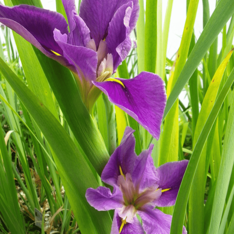Iris 'Black Gamecock' (Iris louisiana 'Black Gamecock') - 5.5" Pot