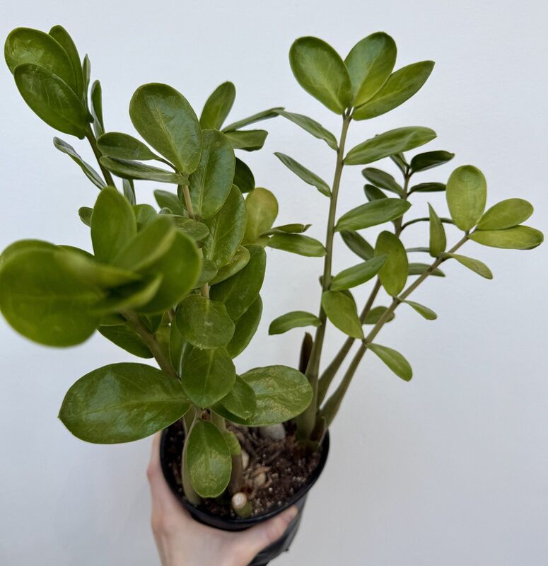 Zamioculcas zamiifolia (ZZ Plant) - 6" Pot